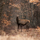 s novou čapicou