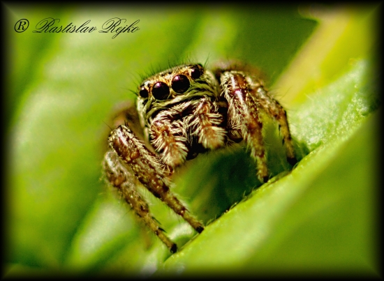 viac očí viac vidí