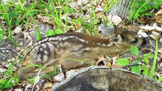 skoro som naň stupil