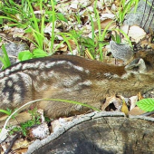 skoro som naň stupil