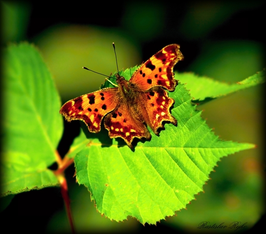 babôčka zubatokrídla