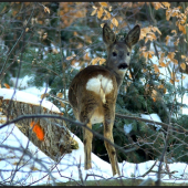 obhliadnutie  za starým rokom