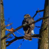 dnešný test teleconvertoru sigma EX APO 2x