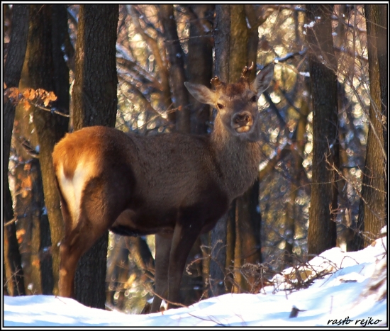 môj životný jeleň :)