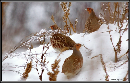 posledný kŕdlik :(
