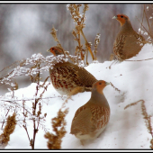 posledný kŕdlik :(