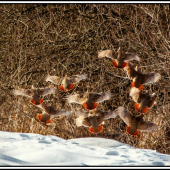 let číslo 1 pristáva :)