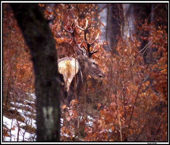 koruna ešte nespadla