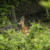 obedňajší srnec