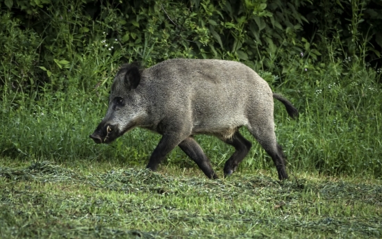 ešte jedna s chvostíkom