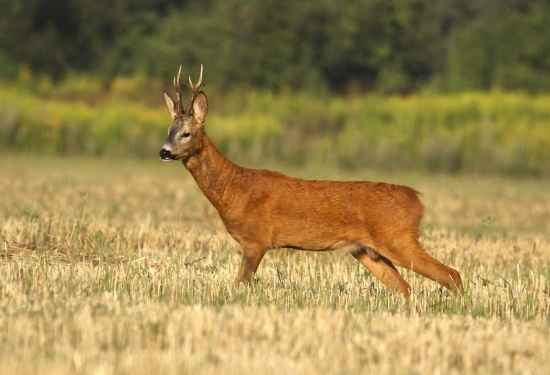 privábený na stebielko trávy