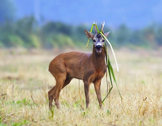 Víťaz súboja na ostrie noža