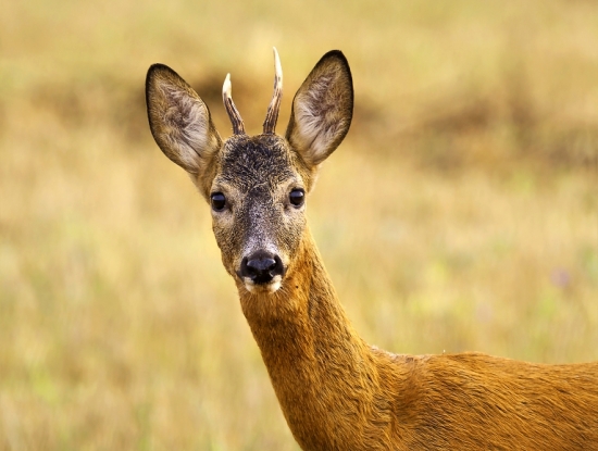 mladícka nerozvážnosť