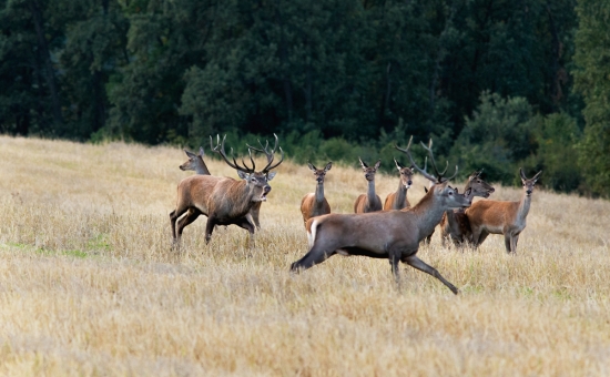 odháňanie bočného jeleňa