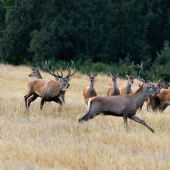 odháňanie bočného jeleňa