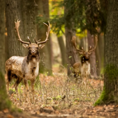po akčnej noci som ráno videl dvojmo :)