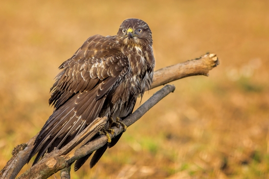 sedím na konári a je mi dobre