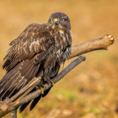 sedím na konári a je mi dobre