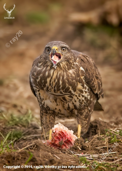 ham