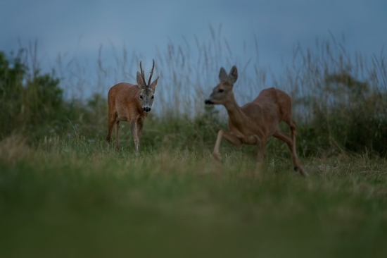 trening na ruju
