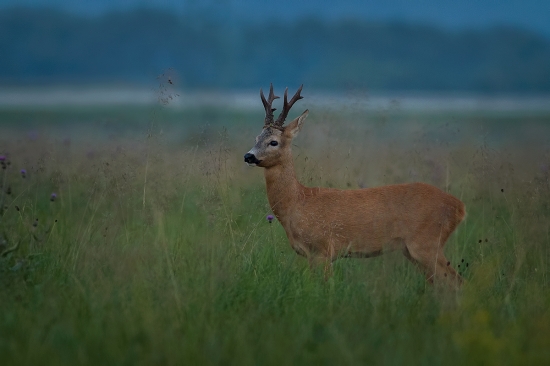 zatiaľ môj najsilnejší fotoúlovok