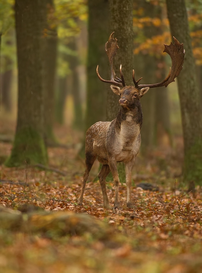 daždivý deň na rujovisku