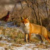líška a bažant