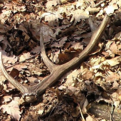 keď neprší aspon kvapká