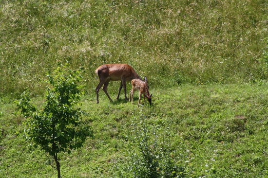 Dnes na poludnie v záhrade