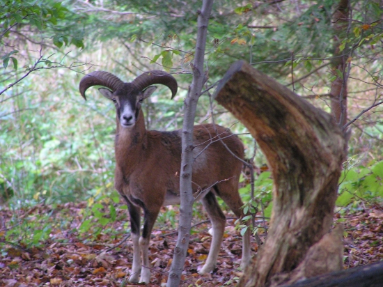 muflon