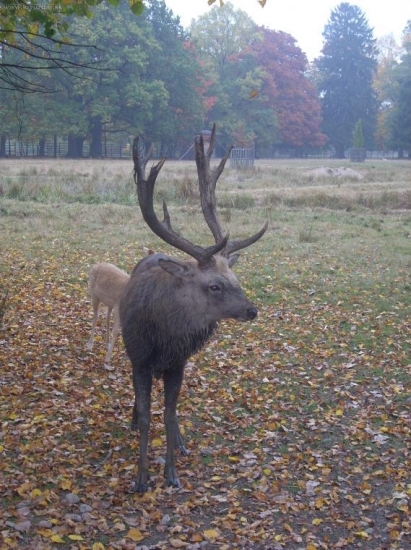 dybovák