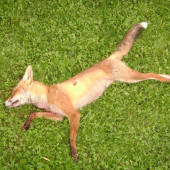 lišče