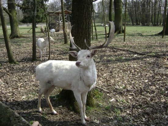 danek