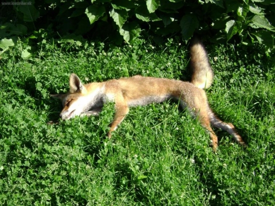 První letošní na strništi