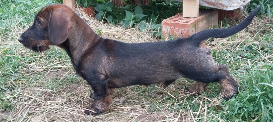 Eliot (Elo) z Krivínskej skaly