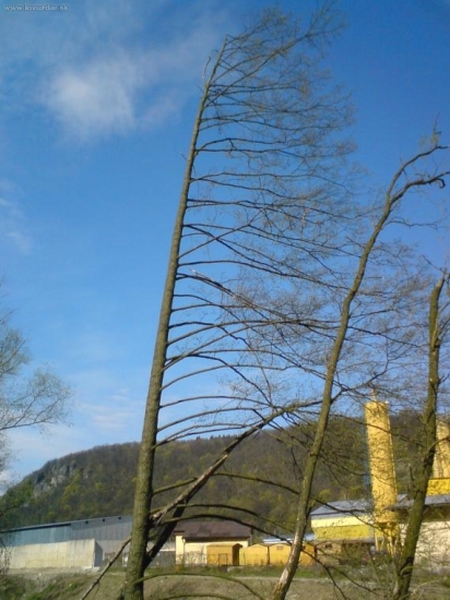 jelša - upravená vetrom