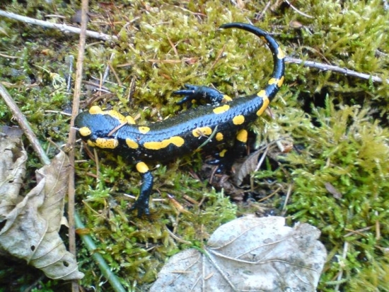 salamandra