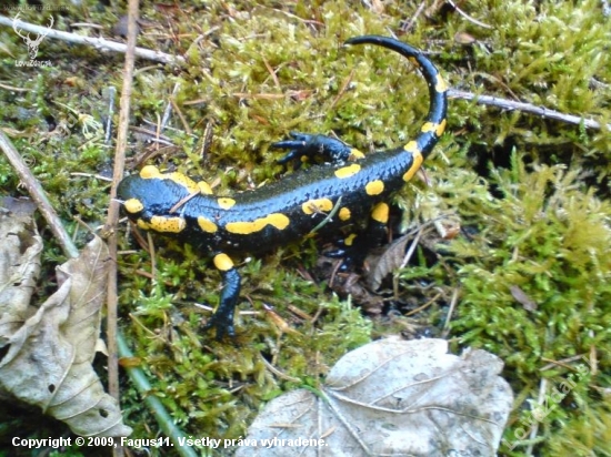 salamandra