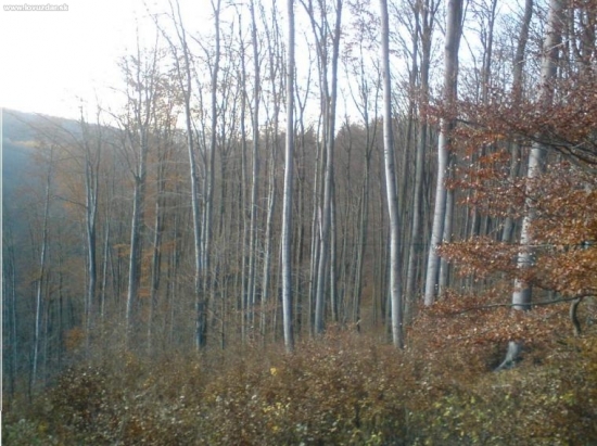 porastový okraj buka:)