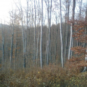 porastový okraj buka:)