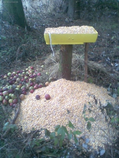 prikrmenie kukuricov a jablkami