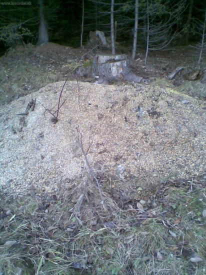 prikrmenie kukuricov.