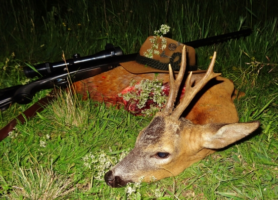 Prvý tohtoročný srnček II.vt.