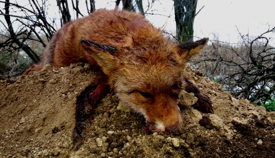 Po ťažkom súboji (koniec starého lišiaka)