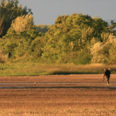 Kačice