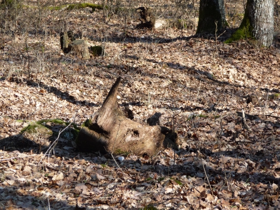 Nosorožec  / Slovenský kras /