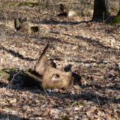 Nosorožec  / Slovenský kras /
