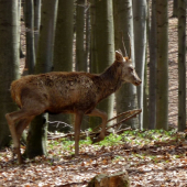 Unavený