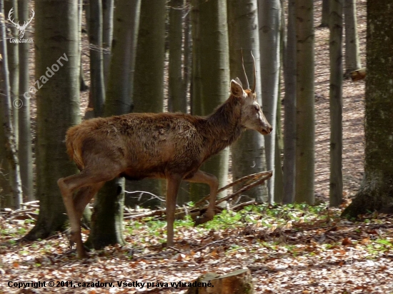 Unavený