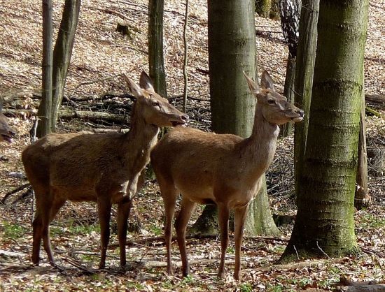 Jelenice